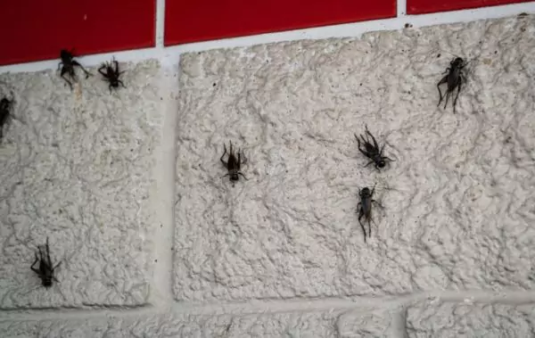 crickets-600×379-673b8c77331eb