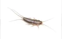 silverfish-200×126-673b8c7809398