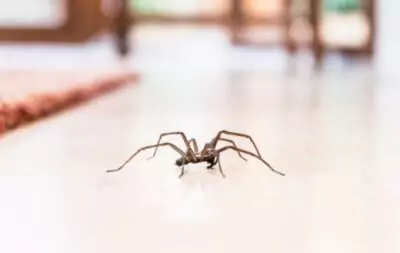 spider-1-400×253-673b8c7c48c5d